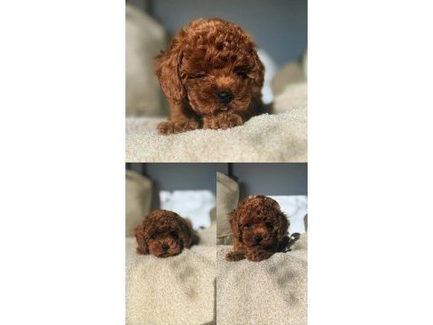 Kore poodle yavrularımız 0 boy ırk garantili bebeklerim