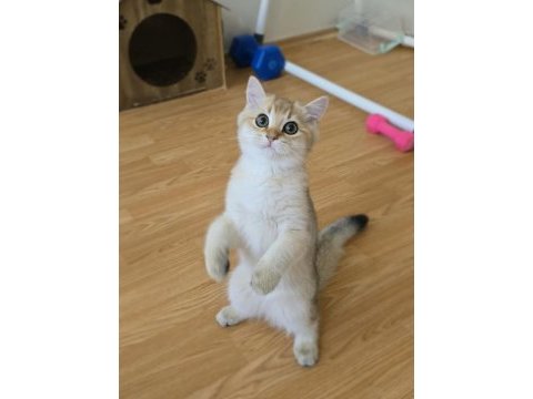 Safkan british shorthair erkek yavru