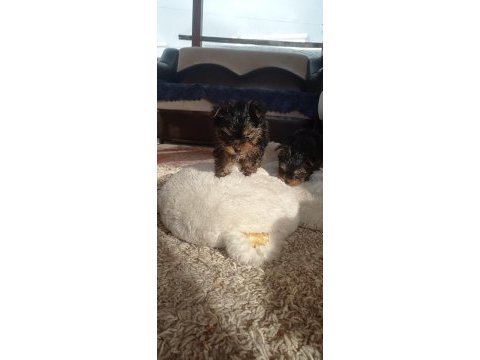 Yorkshire terrier yavrular a kalite