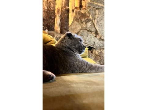 Scottish fold yavrular