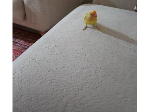 Yavru cennet papağanı