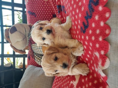 Orjinal kore maltipoo yavrularımız ust düzey