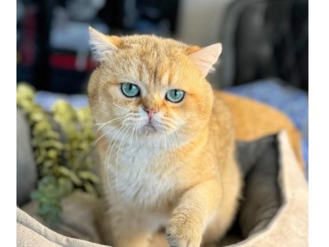 Golden british shorthair yavrular
