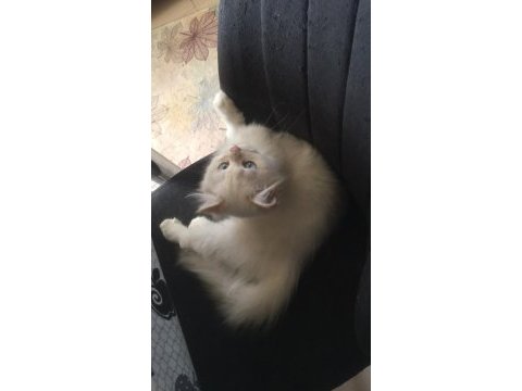Acil sahiplendirceğim british longhair