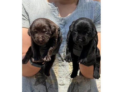 Labrador yavrularımız