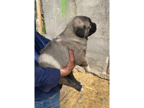 Yavrularımız sahiplerini bekliyor sivas kangalı