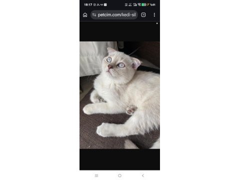 Uysal scottish fold kızım