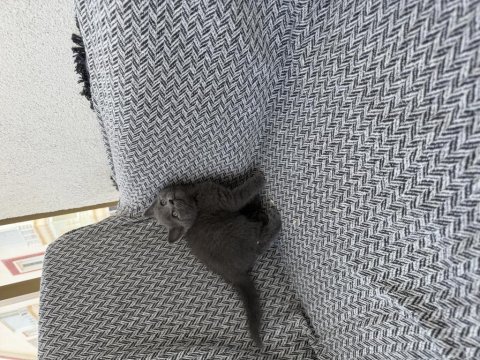 Orjinal british shorthair yavrusu