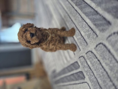 Toy poodle yavrular