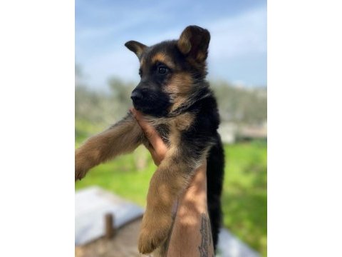 Showline alman çoban köpeği