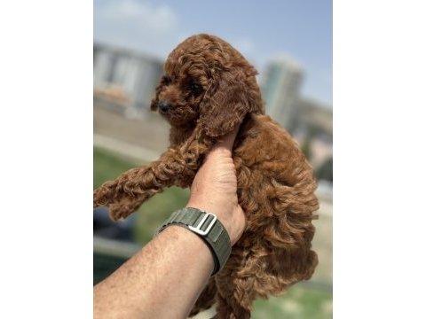 Petmode köpek çiftliğinde ziyarete açık toy poodle