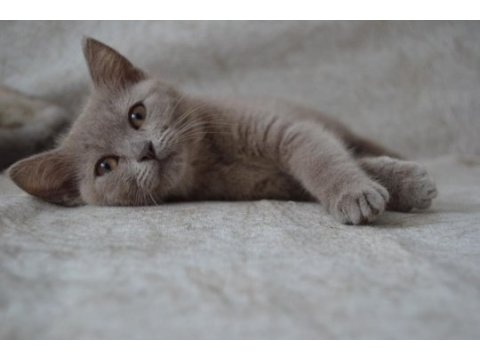British shorthair yavrular