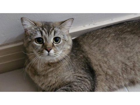 İlgili yuva british shorthair