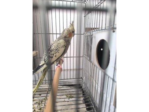 Sultan papağanı 6-7 aylık 2 adet 1 erkek 1 dişi