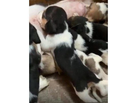 Beagle yavrular ırk sağlık garantili