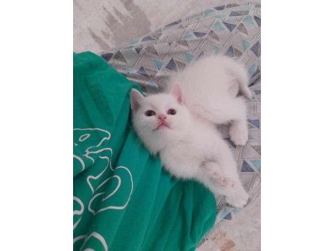 British shorthair yavrularım teslime hazır