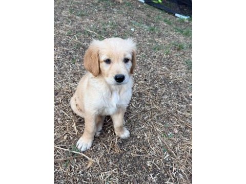 Golden retriever dişi