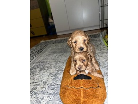 Şeker gibi maltipoo yavrularımız büyümeme garantili