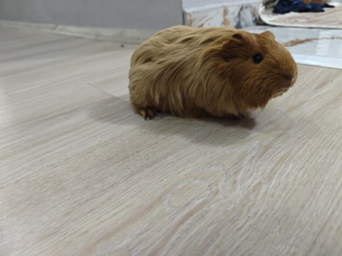 Ginepig dişi