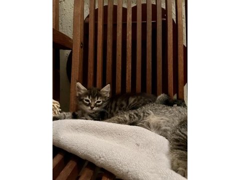 3 yavru tekir yuvalanmazsa sokağa gidecek