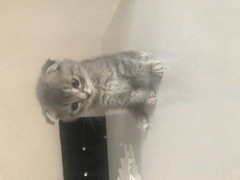 1.5 aylık dişi acil scottish fold