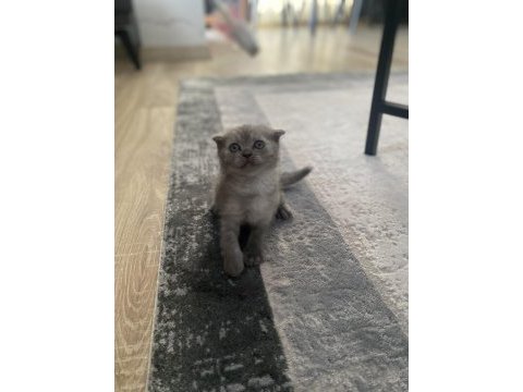 Scottish fold yavrularımız yeni yuvalarına hazır