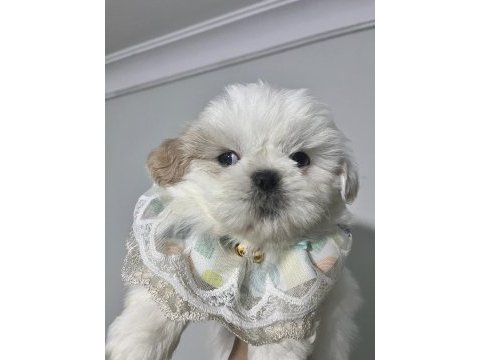 Safkan shih -tzu yavru köpekler
