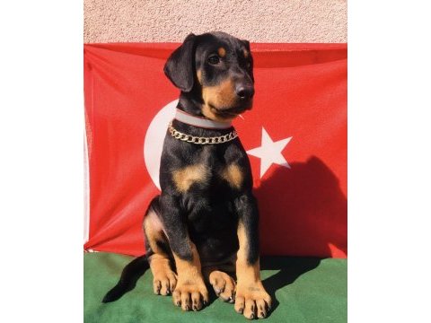 Harika anatomi üst kalite doberman yavrular