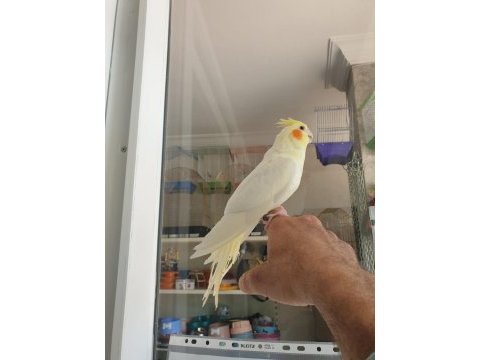 Lutino kırmızı göz sultan papağanı