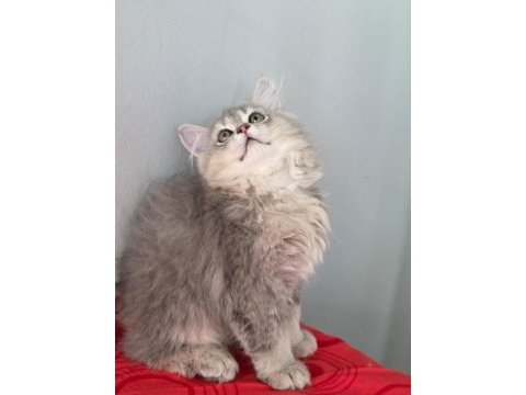 British longhair kedilerim