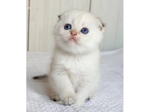 Bebek surat silver scottish fold 