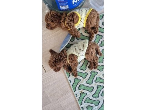 Mınık poodle prenses