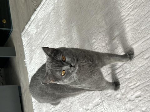 British shorthair dişi ücretsiz sahiplendirme