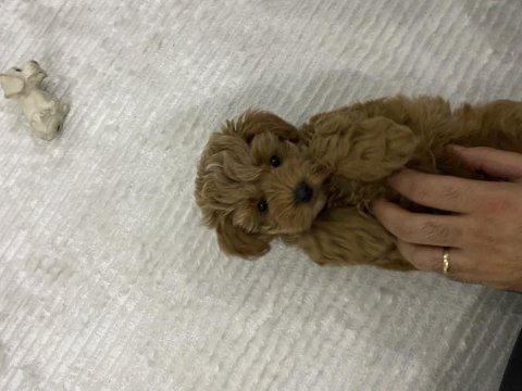 3 aylık aşıları yapıldı dişi maltipoo yavru