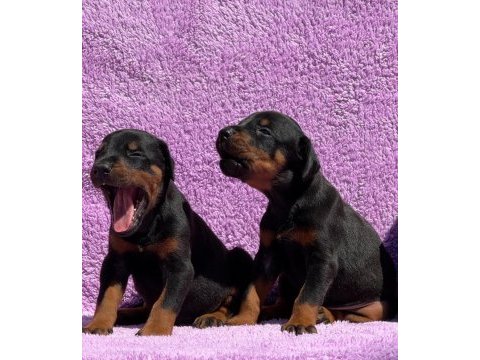 Secereli doberman yavrularımız 