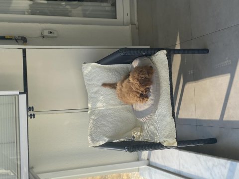 3.5 aylık poodle (yalnızca bursa içi)
