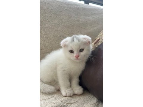 Scottish fold 45 günlük yavru