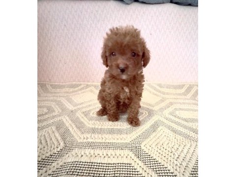 Kore toy poodle yavrularımız