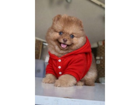 Dişi mavi göz teddy bear garantili yavru pomeranian