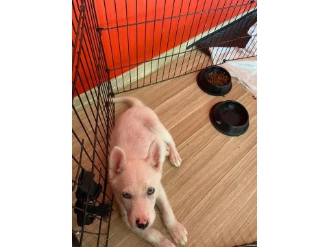 2,5 aylık gökyüzü mavisi oyuncu erkek husky