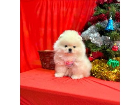 Pomeranian yavruları