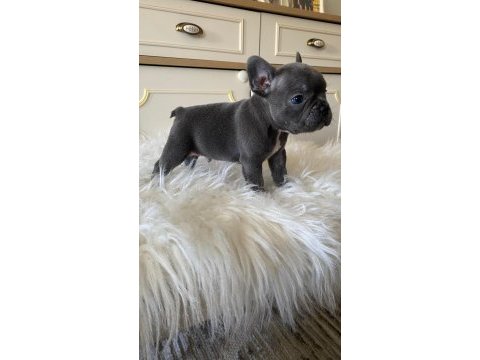 Blue & lilac a kalite french bulldog yavrularımız