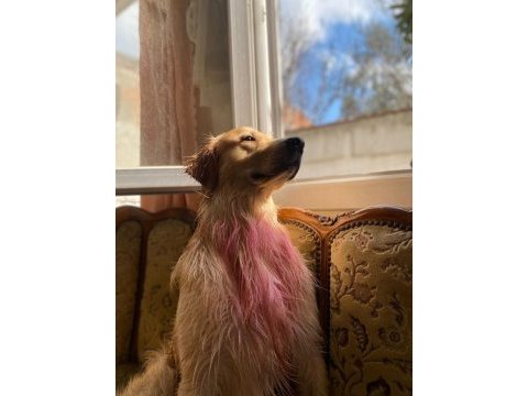 Golden retriever aşırı sevimli