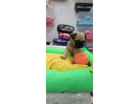 Pug mops yavruları en kucuk boy gül kuyruk basık surat