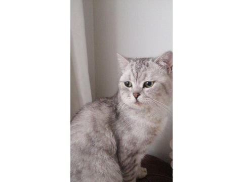 British shorthair kedisi