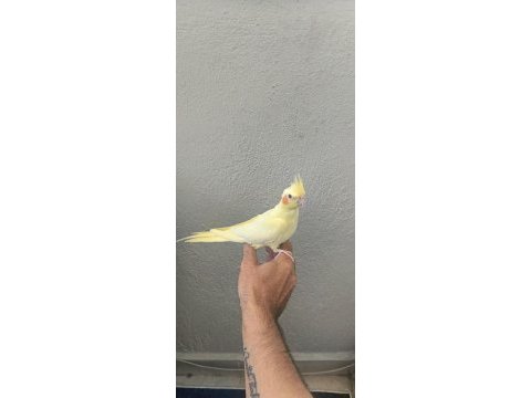 Yavru sultan papağanı 2 aylık