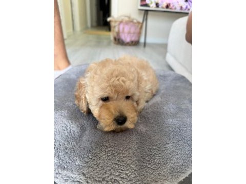 Apricot toy poodle dişi yavrumuz