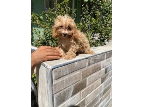 Maltipoo yavrumuz