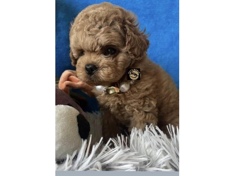 Apricot toy poodle yavrumuz