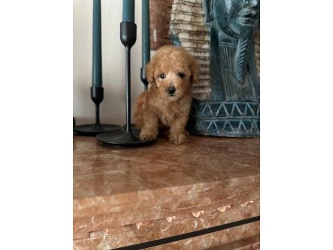 Apricot red renk toy poodle yavrular